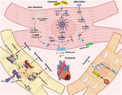 Frontiers | Non-coding RNAs In Necroptosis, Pyroptosis, And Ferroptosis ...